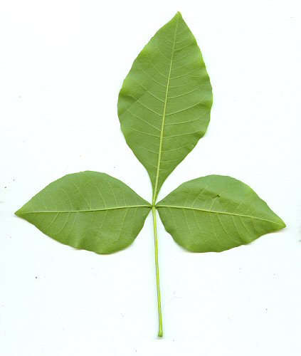 Ptelea_trifoliata_abaxial_leaf.jpg