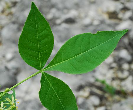Ptelea_trifoliata_leaf1.jpg