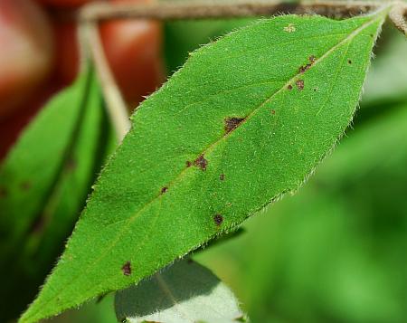 Pycnanthemum_albescens_leaf1.jpg