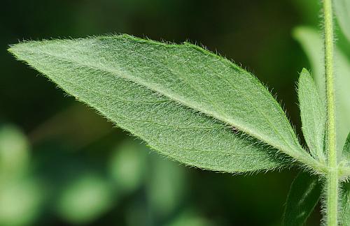 Pycnanthemum_albescens_leaf2.jpg