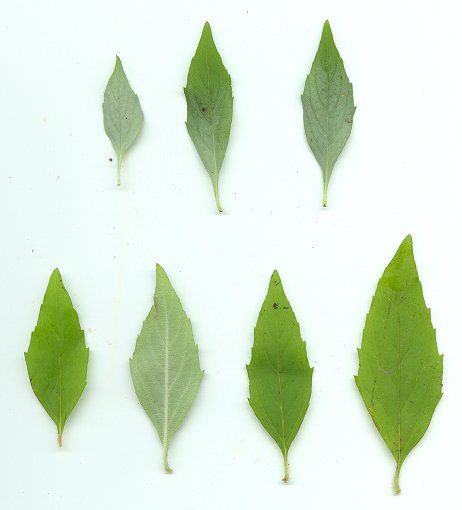 Pycnanthemum_albescens_leaves.jpg