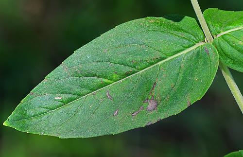 Pycnanthemum_muticum_leaf1.jpg