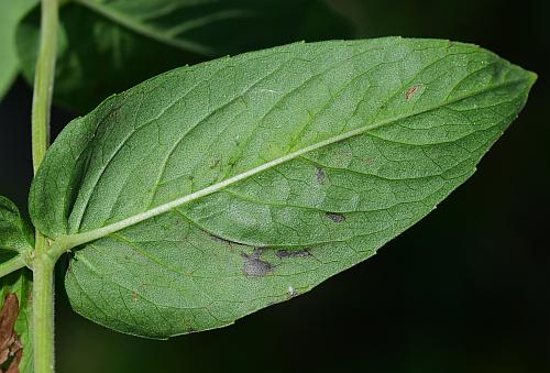 Pycnanthemum_muticum_leaf2.jpg