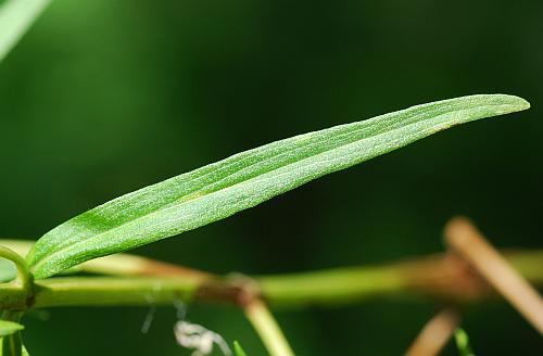 Pycnanthemum_tenuifolium_leaf1.jpg