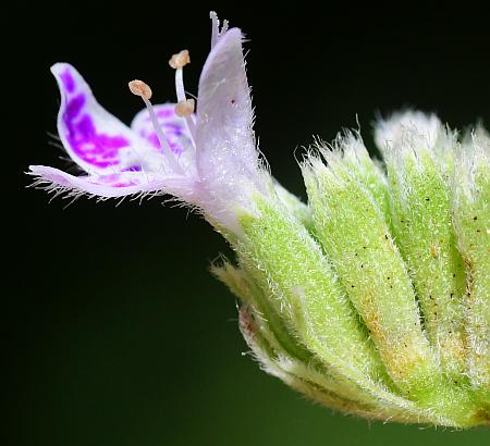 Pycnanthemum_verticillatum_calyx.jpg