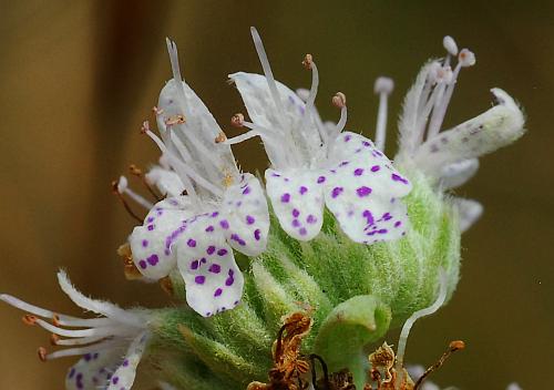 Pycnanthemum_verticillatum_flowers1.jpg