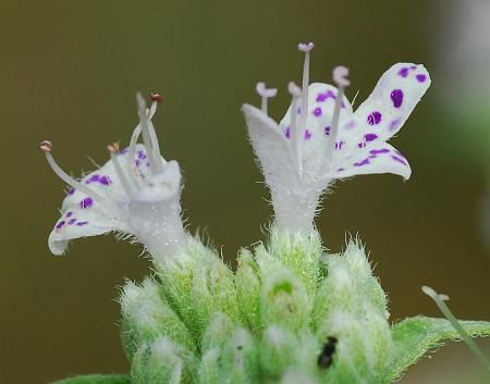 Pycnanthemum_verticillatum_flowers2.jpg