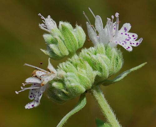 Pycnanthemum_verticillatum_inflorescence1.jpg