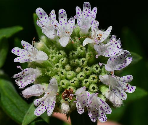 Pycnanthemum_verticillatum_inflorescence2.jpg