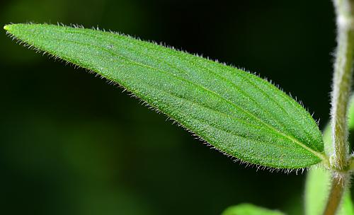 Pycnanthemum_verticillatum_leaf1.jpg