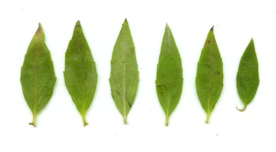 Pycnanthemum_verticillatum_leaves.jpg