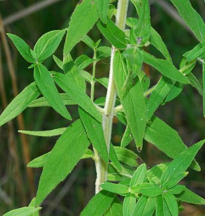 Pycnanthemum_verticillatum_leaves1.jpg