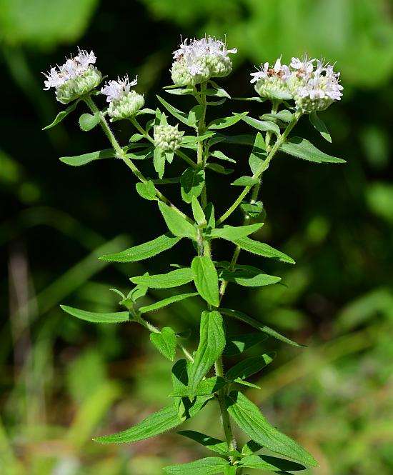 Pycnanthemum_verticillatum_plant.jpg