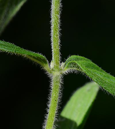 Pycnanthemum_verticillatum_stem.jpg