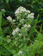 Pycnanthemum verticillatum thumbnail