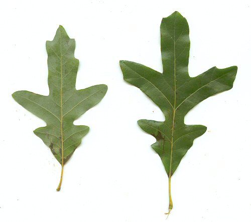 Quercus_lyrata_leaves1.jpg