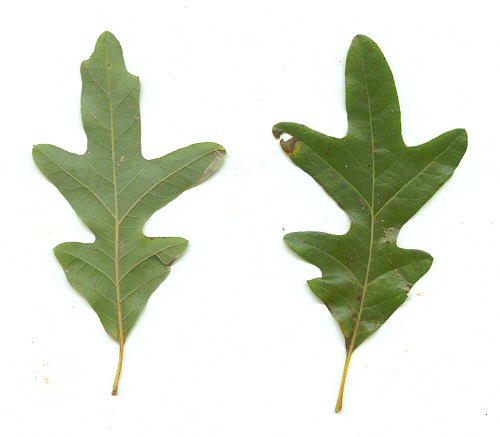 Quercus_lyrata_leaves2.jpg