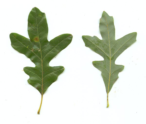 Quercus_lyrata_plant.jpg