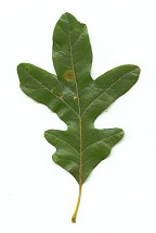 Quercus lyrata thumbnail