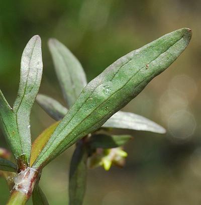Ranunculus_abortivus_leaf2.jpg