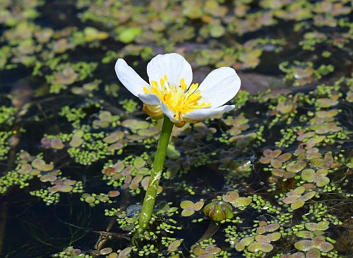 Ranunculus_aquatilis_flower2.jpg
