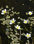 Ranunculus aquatilis thumbnail