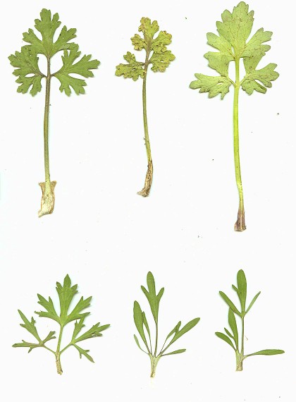 Ranunculus_bulbosus_leaves.jpg