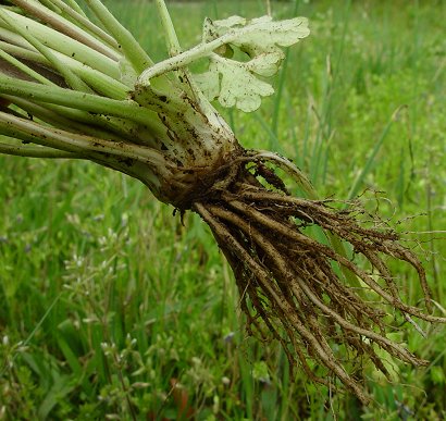 Ranunculus_bulbosus_roots.jpg