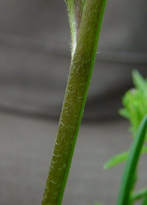 Ranunculus_bulbosus_stem.jpg