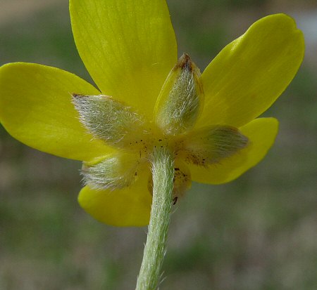 Ranunculus_fascicularis_calyx.jpg