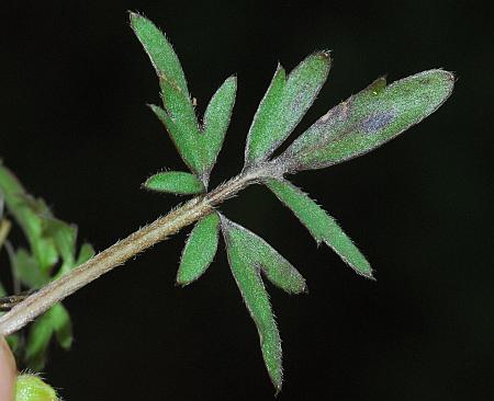 Ranunculus_fascicularis_leaf1.jpg