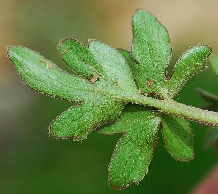 Ranunculus_fascicularis_leaf2.jpg