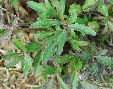 Ranunculus_fascicularis_leaves.jpg
