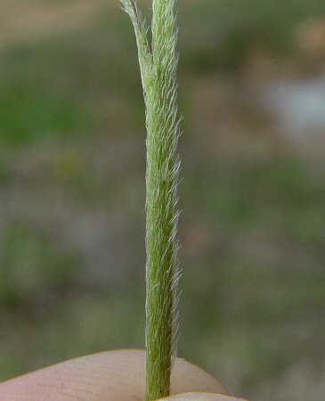 Ranunculus_fascicularis_stem.jpg