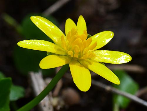 Ranunculus_ficaria_flower.jpg