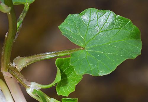Ranunculus_ficaria_leaf1.jpg