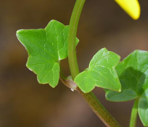 Ranunculus_ficaria_leaves.jpg