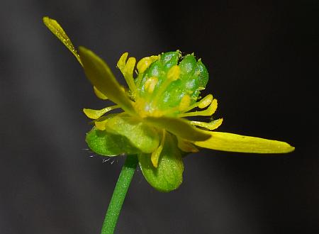 Ranunculus_harveyi_flower2.jpg