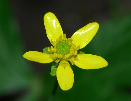 Ranunculus_harveyi_flower3.jpg
