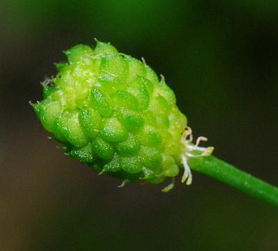 Ranunculus_harveyi_fruits.jpg
