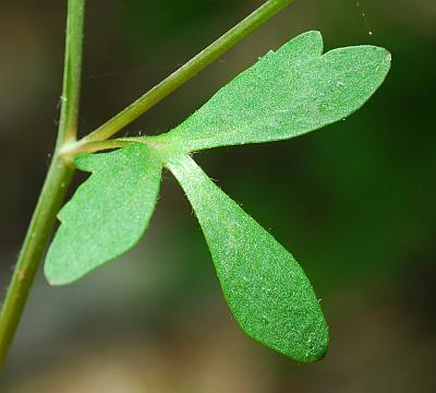 Ranunculus_harveyi_leaf1.jpg