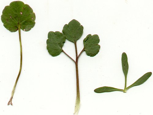 Ranunculus_harveyi_leaves.jpg