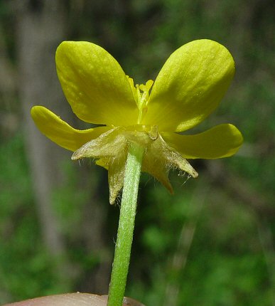 Ranunculus_hispidus_calyx.jpg