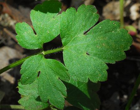 Ranunculus_hispidus_leaf1.jpg