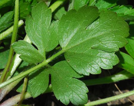 Ranunculus_hispidus_leaf2.jpg