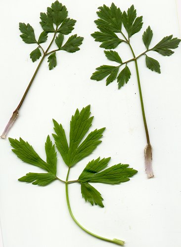 Ranunculus_hispidus_leaves.jpg