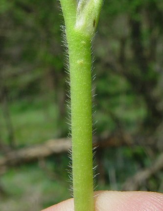Ranunculus_hispidus_stem.jpg