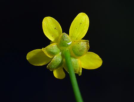 Ranunculus_laxicaulis_calyx.jpg