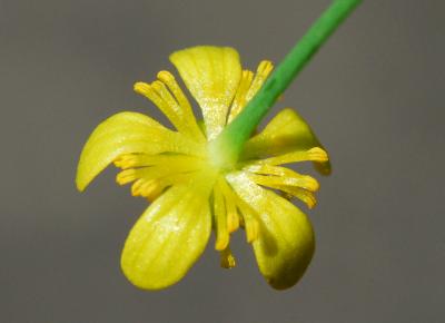 Ranunculus_laxicaulis_flower1.jpg