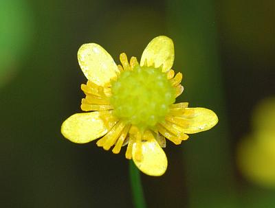 Ranunculus_laxicaulis_flower2.jpg